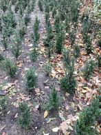 Haagplanten, Ophalen of Verzenden, Taxus, Minder dan 100 cm