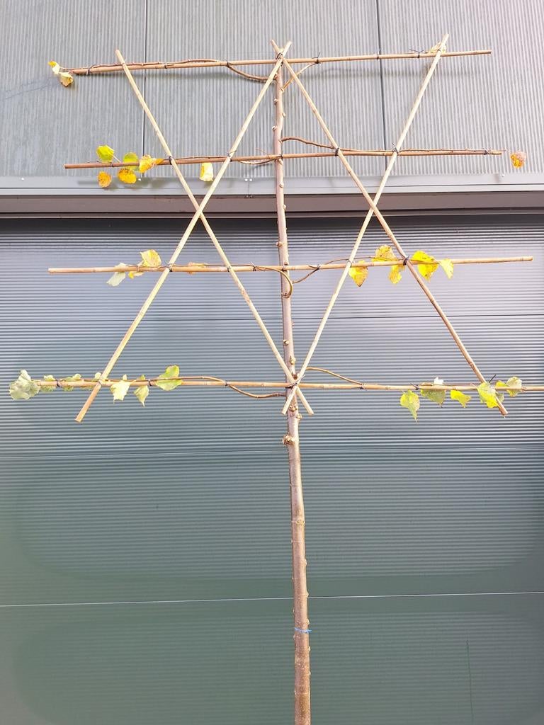 Leilinde,  leibomen,  Leilinde leiboom 180/190cm stamhoogte, Tuin en Terras, Ophalen, Leiboom, 250 tot 400 cm