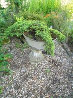tuinplant vaste winterhard juniperus jeneverbes grote stenen, Volle zon, Vaste plant, Bloeit niet, Ophalen