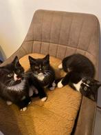 Britse korthaar kittens, Dieren en Toebehoren, Meerdere dieren, 0 tot 2 jaar