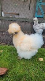 USA zijdehoen haan, Dieren en Toebehoren, Mannelijk, Kip