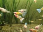 Albino Glass belly Guppies