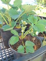 aardbei plantjes, Ophalen, Volle zon, Groenteplanten, Eenjarig