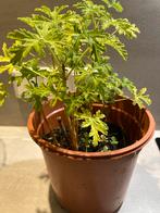 Citroengeranium - Heerlijk geurende plant!, Huis en Inrichting, Kamerplanten, Ophalen, Overige soorten, Halfschaduw, Minder dan 100 cm