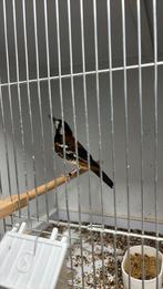 Kastanje lijster man, Dieren en Toebehoren, Mannelijk, Geringd