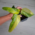 Philodendron Domesticum Variegata, Overige soorten, In pot, Minder dan 100 cm, Groene kamerplant