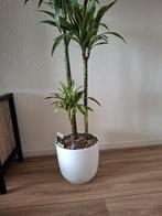Draceana plant, Huis en Inrichting, Lampen | Vloerlampen, Ophalen of Verzenden, Nieuw, 100 tot 150 cm