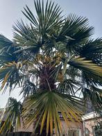 palmboom, Tuin en Terras, Planten | Bomen, Lente, Volle zon, 250 tot 400 cm, Ophalen
