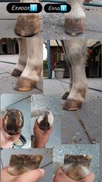 Bekapper aangeboden, Dieren en Toebehoren, Paarden en Pony's | Overige Paardenspullen, Ophalen, Nieuw, Overige soorten