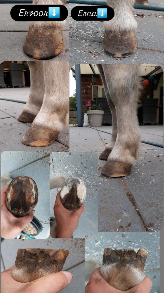 Bekapper aangeboden, Dieren en Toebehoren, Paarden en Pony's | Overige Paardenspullen, Nieuw, Overige soorten, Ophalen