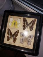 Oude Vlinders in vitrine bakje ., Ophalen of Verzenden, Gebruikt, Insect, Opgezet dier