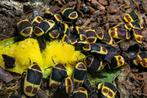 Rozenkevers (Pachnoda marginata), Dieren en Toebehoren, Insecten en Spinnen