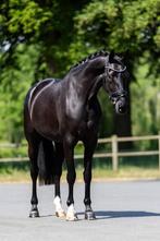 Bloedmooie en lieve merrie Dreamboy x Special D, Merrie, Gechipt, Dressuurpaard, Zadelmak