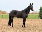 4-jarige KWPN merrie OO Seven x Dutch Dormello, Dieren en Toebehoren, Paarden, Merrie, Dressuurpaard, 3 tot 6 jaar