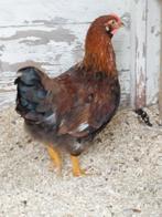 Welsumer haan  groot, Dieren en Toebehoren, Pluimvee, Mannelijk, Kip
