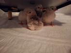 Serama kuikentjes van 18 / 19 / 20 novemver, Dieren en Toebehoren, Pluimvee, Geslacht onbekend, Kip