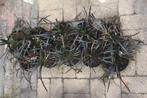 tuinplanten  zwart gras, Vaste plant, Halfschaduw, Zomer, Ophalen