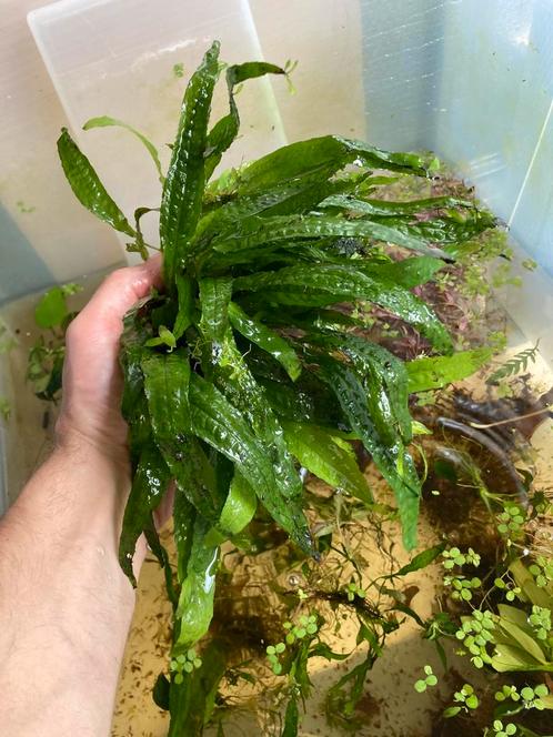 Mooie grote Javavaren., Dieren en Toebehoren, Vissen | Aquaria en Toebehoren, Nieuw, Plant(en), Steen of Hout, Ophalen