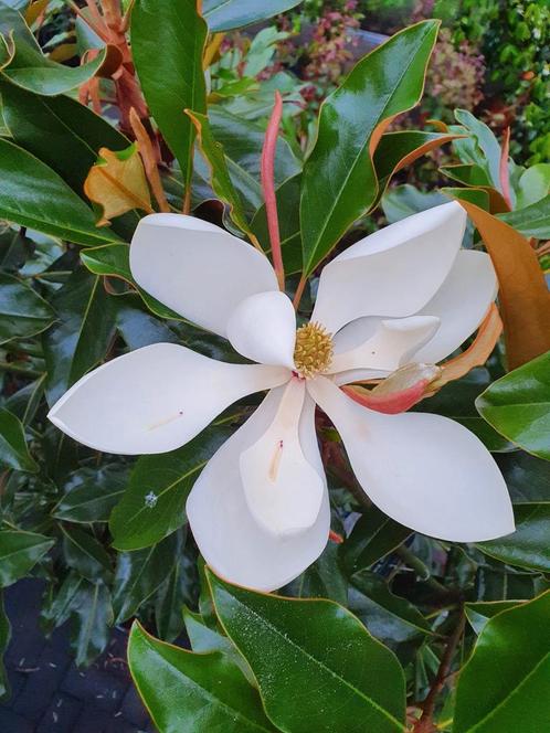 Magnolia grandiflora Kay Parris / wintergroen ‼️‼️, Tuin en Terras, Planten | Bomen, Bolboom, 250 tot 400 cm, Volle zon, Zomer