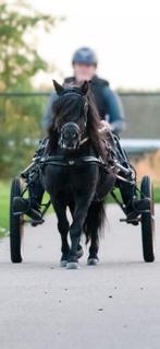 Lieve grote shetlander merrie menpony, Ophalen of Verzenden, Zo goed als nieuw, Overige soorten