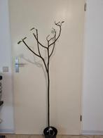 Witte Marseille Vijgenboom - Gegarandeerd Vijgen!, Tuin en Terras, Ophalen of Verzenden, In pot, Overige soorten, 100 tot 250 cm