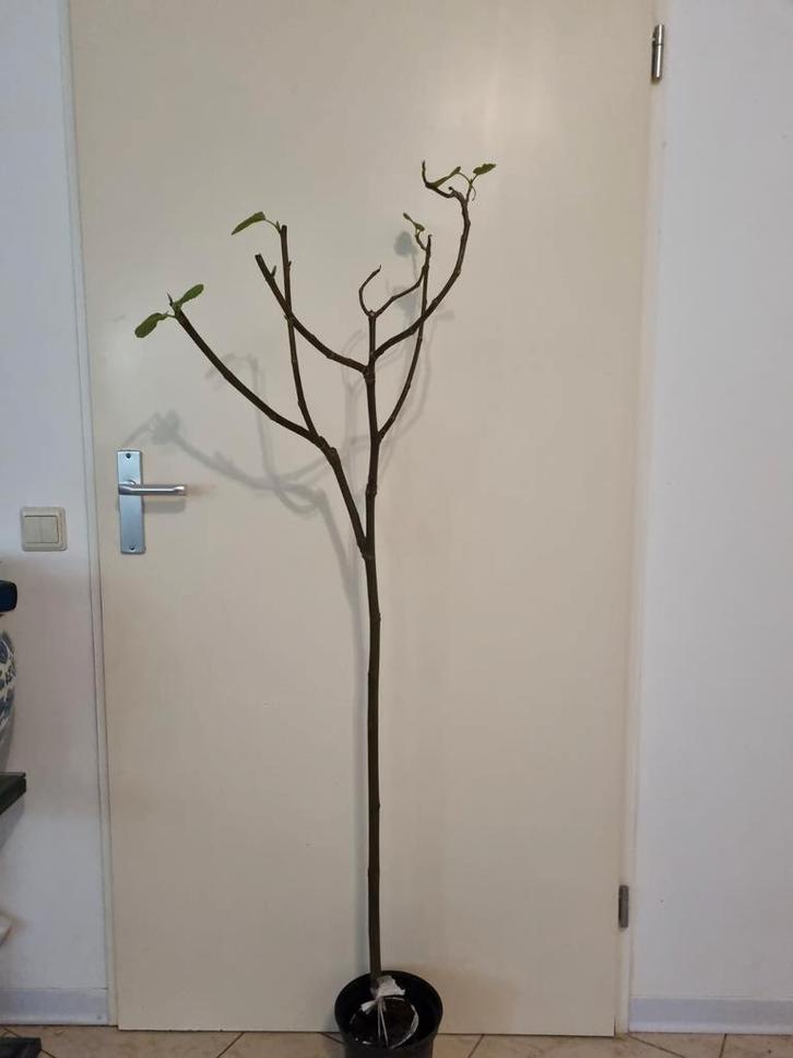 Witte Marseille Vijgenboom - Gegarandeerd Vijgen!, Tuin en Terras, Planten | Bomen, Overige soorten, 100 tot 250 cm, In pot, Ophalen of Verzenden