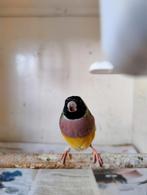 Koppel gouldamadines koudkweek, Dieren en Toebehoren, Vogels | Overige Vogels, Meerdere dieren