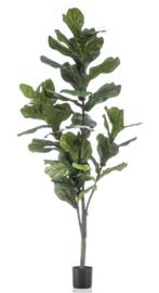 ficus lyrata 150cm, Ophalen of Verzenden, Nieuw