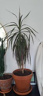 Dracaena reflexa var. angustifolia / drakenplant, Ophalen, Overige soorten, Minder dan 100 cm