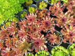 Sempervivum, rotsplanten vetplanten en meer., Tuin en Terras, Bodembedekkers, Volle zon, Vaste plant, Ophalen of Verzenden