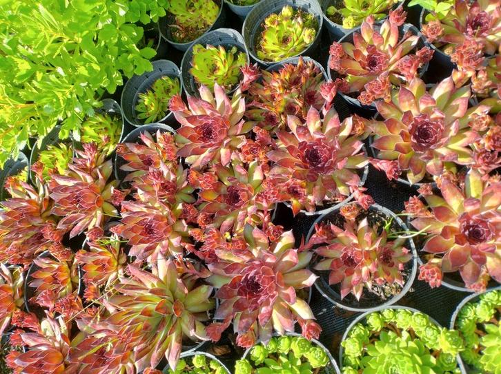 Sempervivum, rotsplanten vetplanten en meer., Tuin en Terras, Planten | Tuinplanten, Vaste plant, Bodembedekkers, Volle zon, Zomer