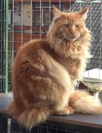 Rode mainecoon kater, geboren 15 febr 2025. Jeugd kampioen, Kater, Gechipt, 0 tot 2 jaar