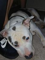 Ik ben thor de dekreu en NIET TE KOOP, Dieren en Toebehoren, Honden | Dekreuen, Reu, 1 tot 2 jaar, Eén hond, Nederland