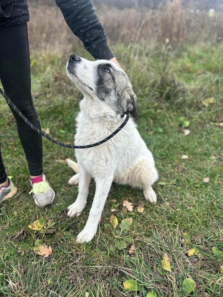 SOCIALE KNUFFELBEER DANTE HOUD VAN MENSEN,HONDEN EN WANDELEN, Dieren en Toebehoren, Honden | Niet-rashonden, Middel, Reu, Particulier