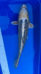 Doitsu kin matsuba, Karper of Koi