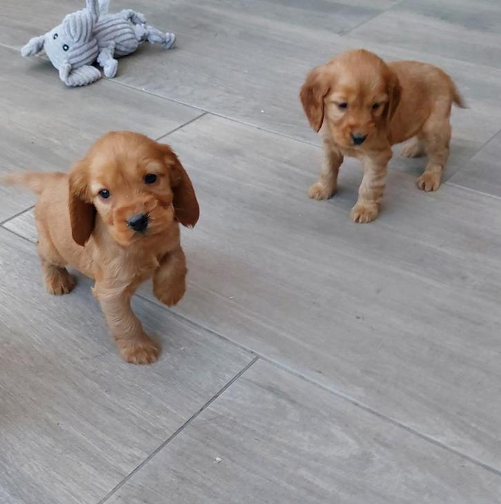 Mooie raszuivere Engelse Cocker Spaniel pups te koop, Dieren en Toebehoren, Honden | Retrievers, Spaniëls en Waterhonden, Meerdere dieren