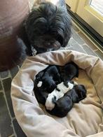 Boomer- shih tzu pups, Overige rassen, 8 tot 15 weken, Parvo, Meerdere