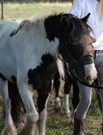 2 kinderpony's, Dieren en Toebehoren, Pony's, Ruin, Gechipt, 3 tot 6 jaar
