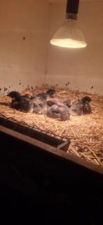 6 orpington kuikens van 2 februari, Dieren en Toebehoren