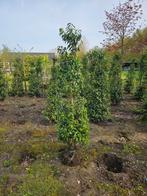 Prunus lusitanica 175/+ cm, Overige soorten, Ophalen, 100 tot 250 cm