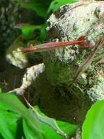 Gracilirostris Pinokkio's roodneus garnalen, Dieren en Toebehoren, Vissen | Aquariumvissen, Kreeft, Krab of Garnaal