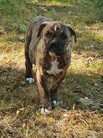 Old English Bulldog, Dieren en Toebehoren, Reu, CDV (hondenziekte), 8 tot 15 weken, Bulldog