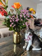 Mango, poes, Dieren en Toebehoren, Poes, Kortharig, 0 tot 2 jaar