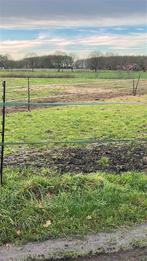 Weiand huur pacht gezocht, Dieren en Toebehoren, Stalling en Weidegang