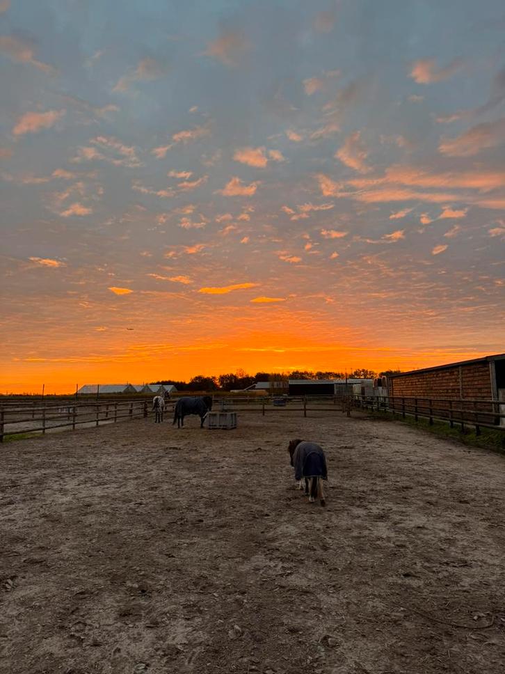 Plek voor koudbloed/merrie Heemskerk, Dieren en Toebehoren, Stalling en Weidegang, Stalling, 1 paard of pony