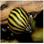 Neritina Sp. Zebra - Zebra Neritina Slak, Slak of Weekdier, Zoetwatervis