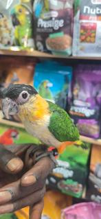 Super tamme baby caique., Mannelijk, Papegaai