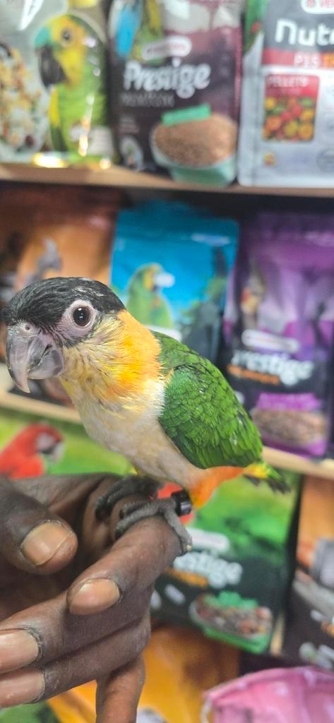 Super tamme baby caique., Dieren en Toebehoren, Vogels | Parkieten en Papegaaien, Papegaai, Mannelijk