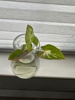 Syngonium Tricolor goed gewortelde stek, Huis en Inrichting, Kamerplanten, Ophalen of Verzenden, Halfschaduw, Minder dan 100 cm