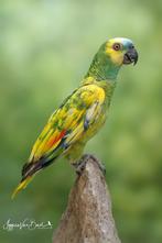 1-1 bonte blauwvoorhoofd amazone, Dieren en Toebehoren, Vogels | Parkieten en Papegaaien, Meerdere dieren, Papegaai, Geringd